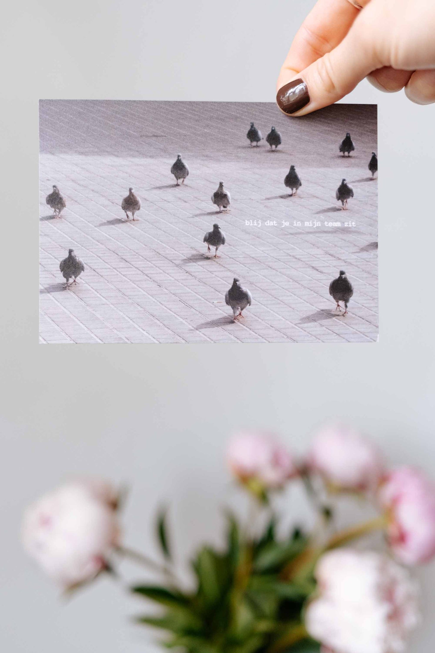 Pigeons, duiven, postkaarten, duivenkaarten, Gent, leuke kaarten, buy local, Flore Clarisse, De Postduif