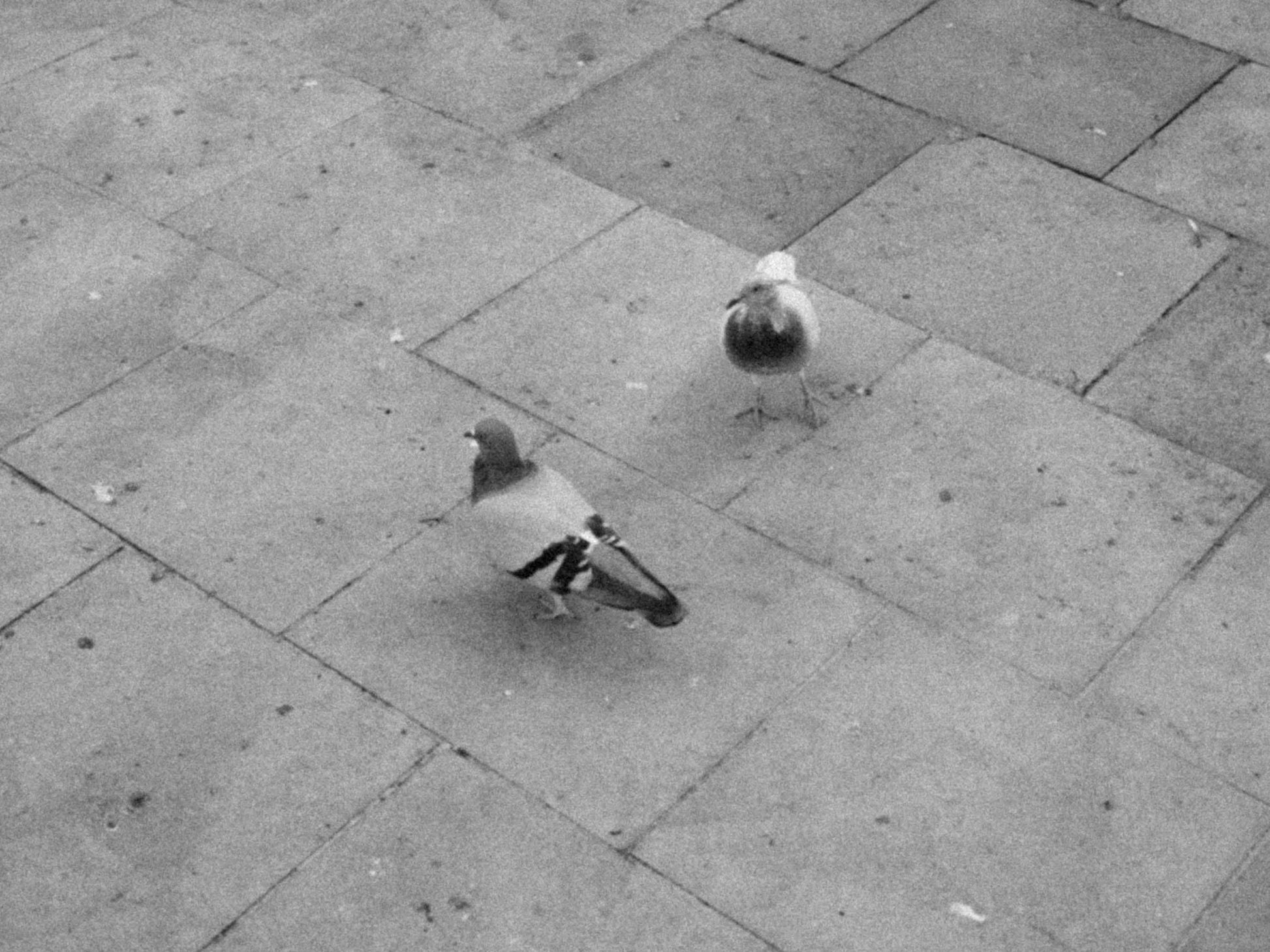 Pigeons, duiven, postkaarten, duivenkaarten, Gent, leuke kaarten, buy local, Flore Clarisse, De Postduif, poster, foto, fotografie